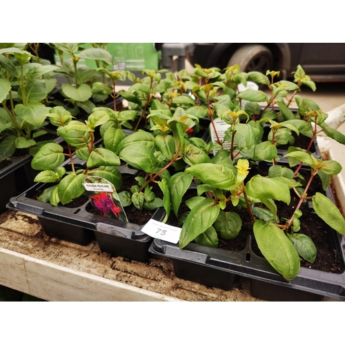 Lot 75        