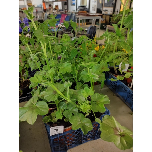Lot 70        