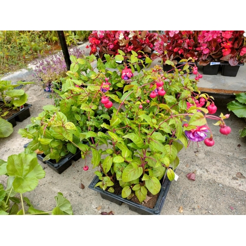 37 - Fuchsia bush x 4 trays (16)