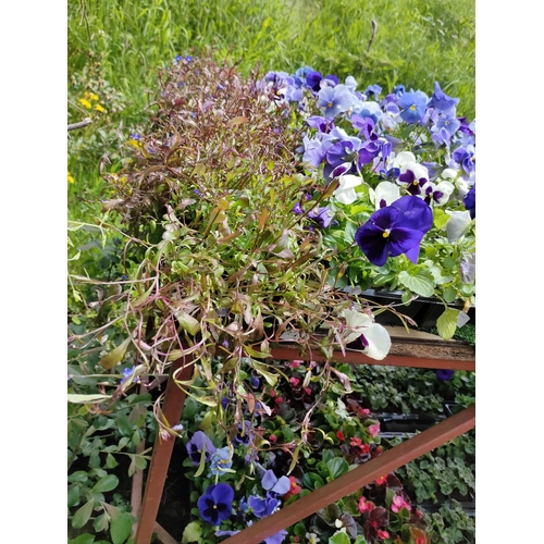 1 - trailing lobelia x 4 trays