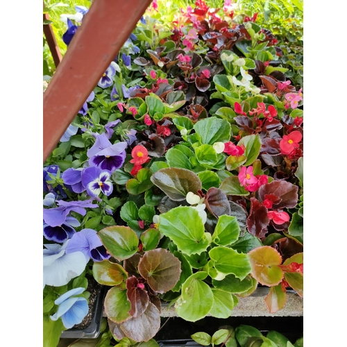 10 - bedding begonias x 4 trays