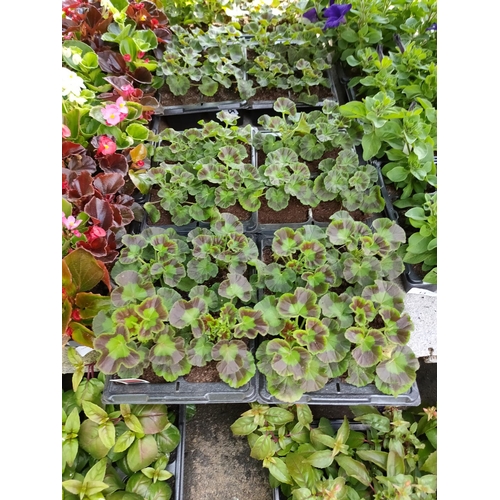 12 - geraniums x 4 trays