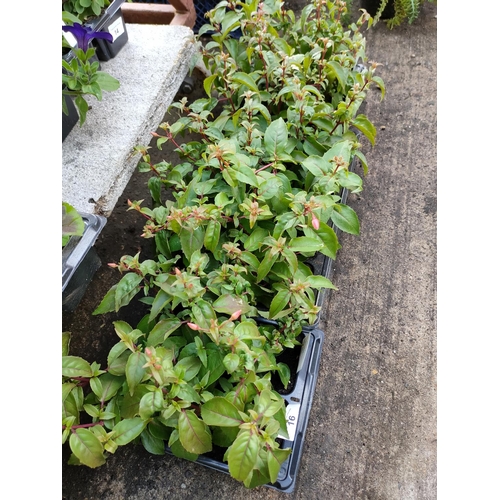 16 - bush fuchsia x 4 trays