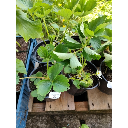 22 - strawberry plants x 4 pots