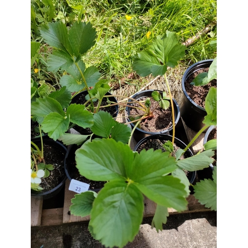 23 - strawberry plants x 4 pots