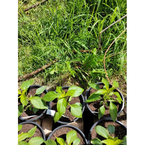 24 - chilli peppers cayanne x 3 pots