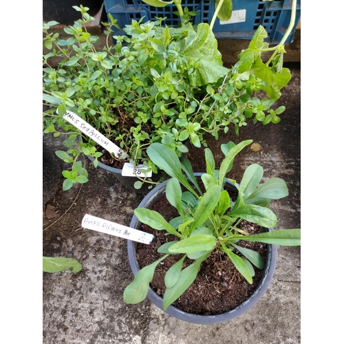 28 - garden plants 
1 x thymus serpyllum
1 x aster alpinus mixed