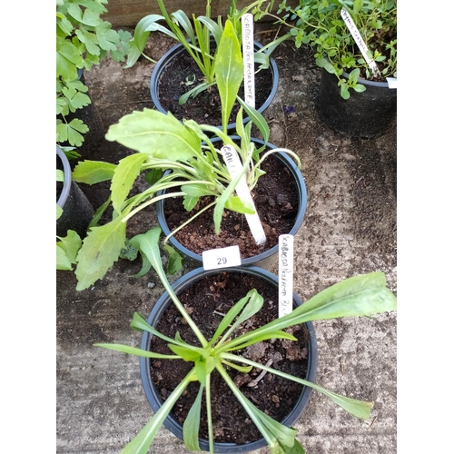 29 - 3 x plants
1 x gaillardia
1 x cabiosaperfecta white
1 x scabiosa perfeota