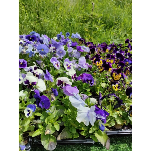 3 - pansies x 4 trays