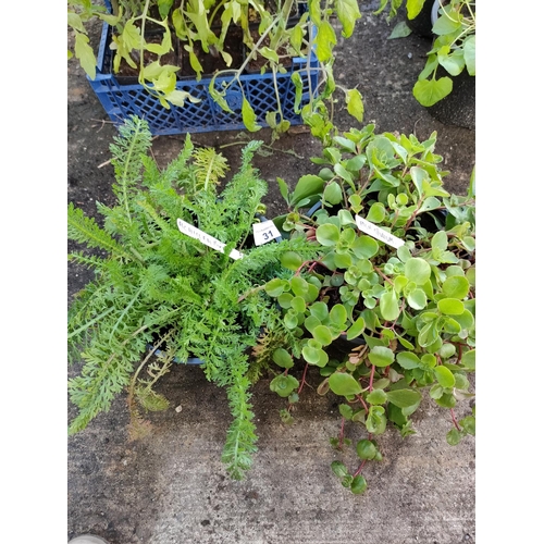 31 - 2 x plants
1 x achillea mixed
1 x sedum spurium