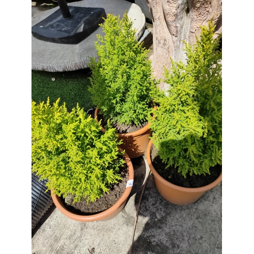 34 - 3 x gold crest mini conifer trees