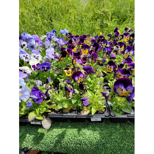 5 - pansies x 4 trays