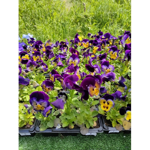 6 - pansies x 4 trays