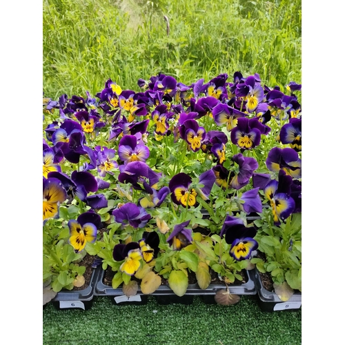 7 - pansies x 4 trays