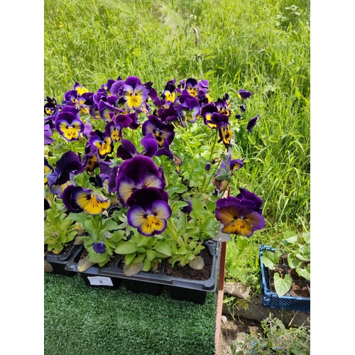 8 - pansies x 4 trays