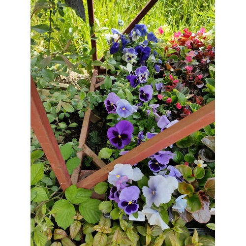 9 - pansies x 4 trays