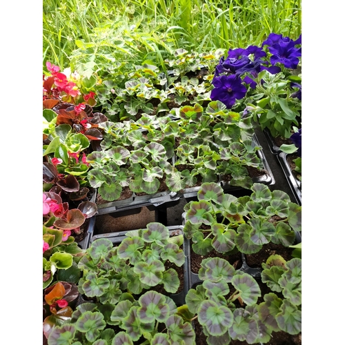 12A - Geraniums x 4 trays