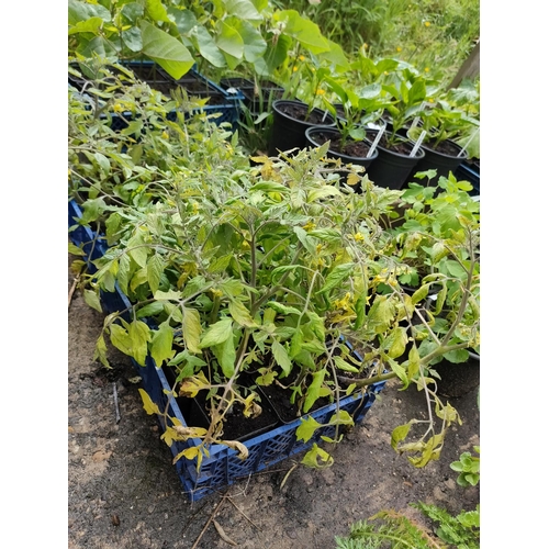 32A - tomatoes plants x 18 pots