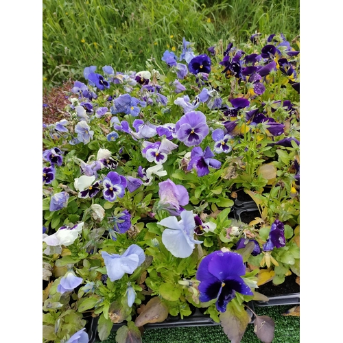 4 - pansies x 4 trays