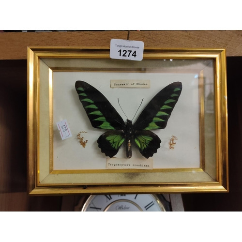 1274 - A framed butterfly taxidermy