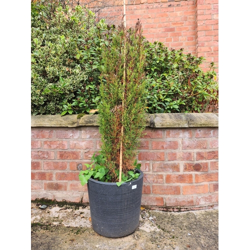 1 - Pair of moulded planters with 3ft conifers