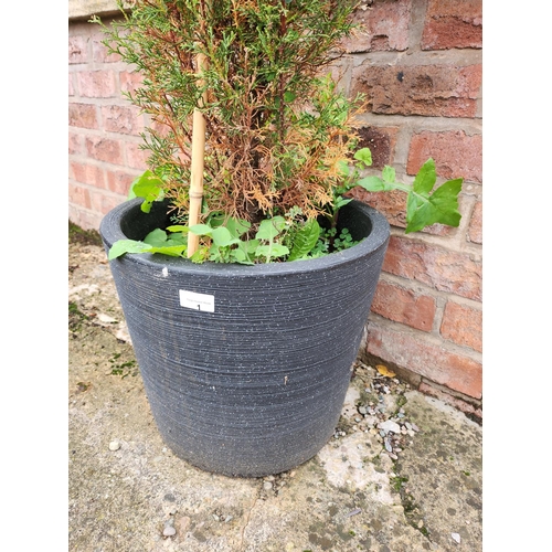 1 - Pair of moulded planters with 3ft conifers