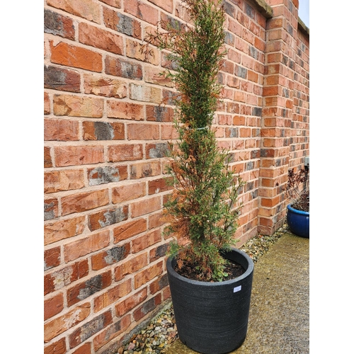 11 - Potted conifer tree