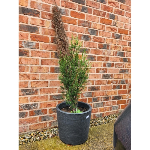 12 - Potted conifer tree