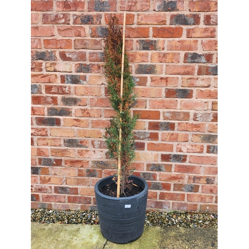 14 - Potted conifer tree