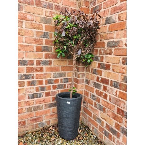 15 - Potted tree