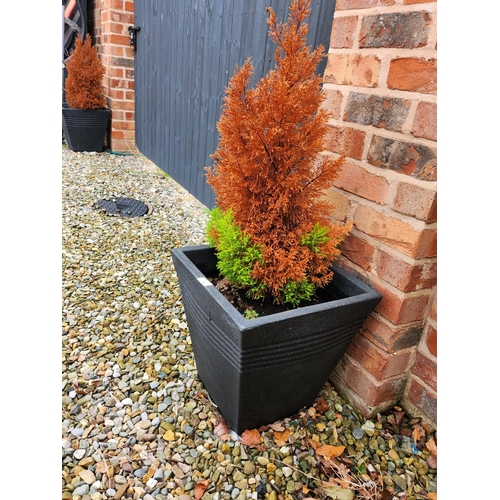 16 - Pair of large planters beautiful potted conifer trees