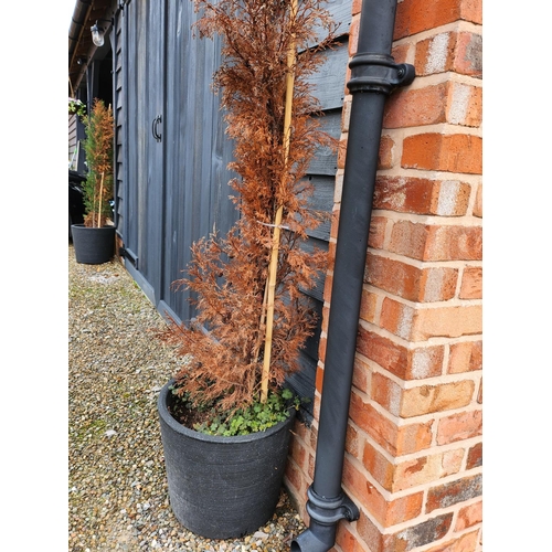 18 - Pair of potted conifer trees