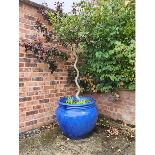 2 - Large stoneware planter, royal blue glazed imaculate condition very large with tree