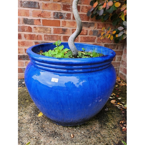 2 - Large stoneware planter, royal blue glazed imaculate condition very large with tree