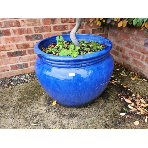 2 - Large stoneware planter, royal blue glazed imaculate condition very large with tree