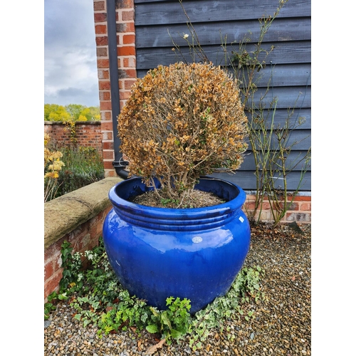 21 - Very large blue glazed stoneware planter excellent condition with bush