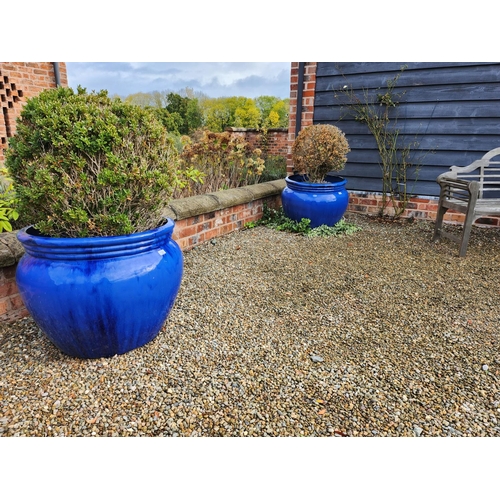 21 - Very large blue glazed stoneware planter excellent condition with bush