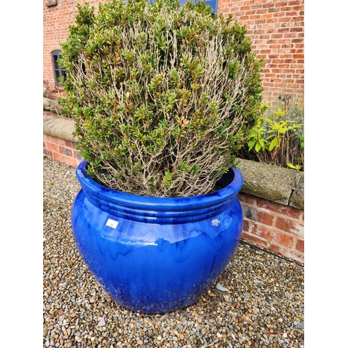 22 - Very large blue glazed stoneware planter excellent condition with bush