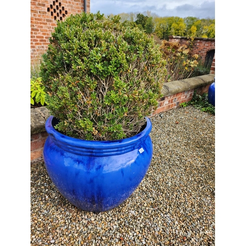 22 - Very large blue glazed stoneware planter excellent condition with bush