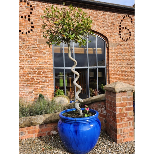 24 - 20 year old Corkscrew Standard 7ft Spiral Bay Tree - Laurus nobilisvery large blue glazed stoneware ... 