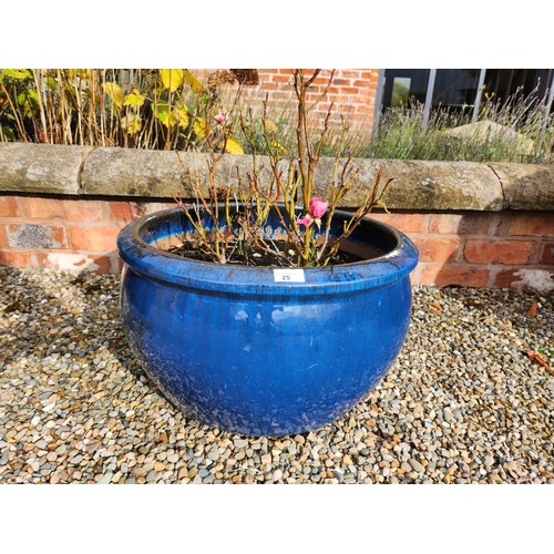 25 - Potted rose bush in blue glazed stoneware pot