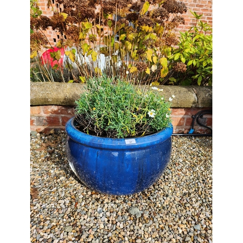 27 - plant in large blue glazed stoneware planter excellent condition