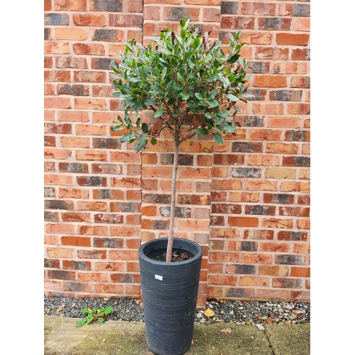 3 - Tall moulded planter with tree