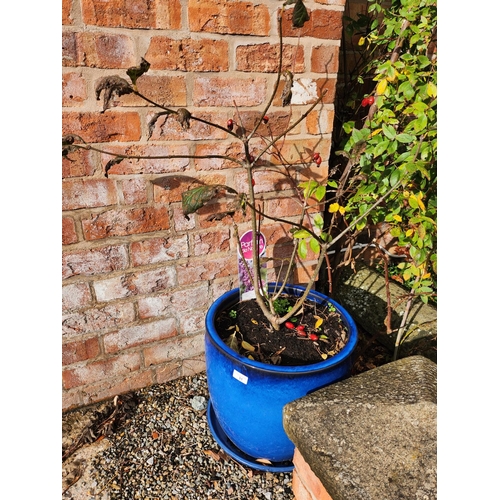 31 - Red wine tree planted in blue glazed stoneware planter and tray