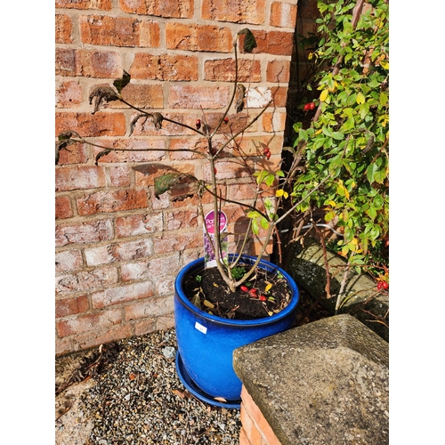 31 - Red wine tree planted in blue glazed stoneware planter and tray