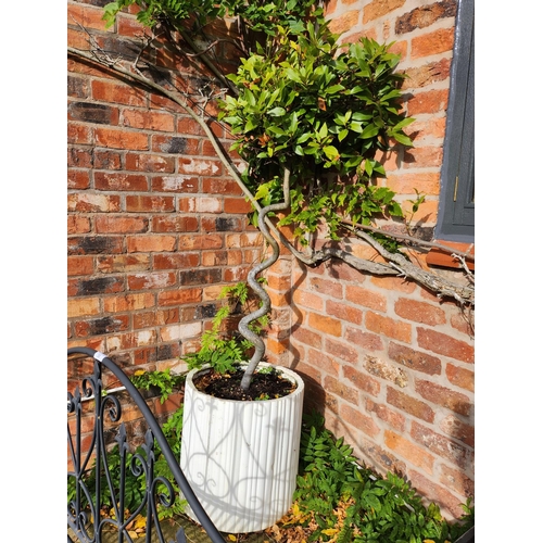 34 - Beautiful 6ft tree with shaped trunk planted  in a beautiful concrete planter coloumn design