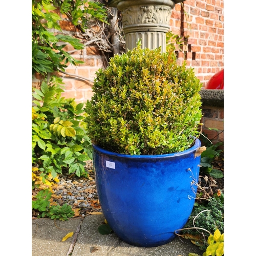 37 - Beautiful medium sized bule glazed concrete pot with ever green bush