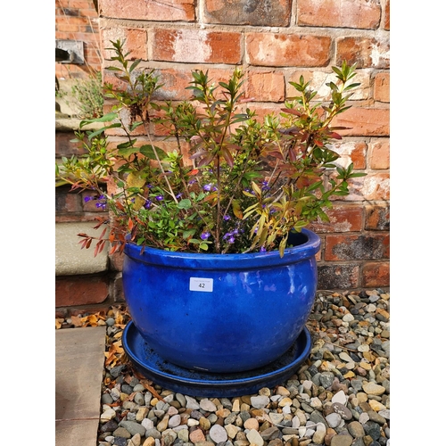 42 - Blue stone glazed planter and saucer with potted bush