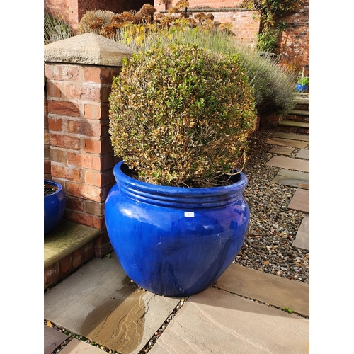 43 - Large blue stone glazed planter potted bush