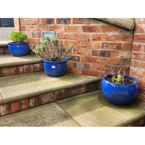 44 - Collection of 3 stone blue glazed planters potted shrubs